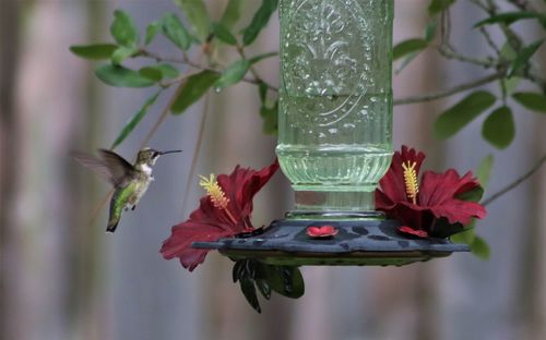 Close-up of bird flying