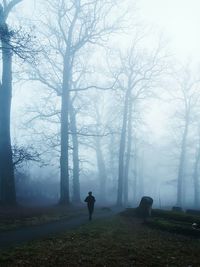 Person walking on road against bare trees during foggy weather