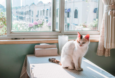 Cat relaxing on table at home