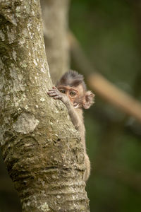 Baby long-tailed macaque playing peekaboo in tree