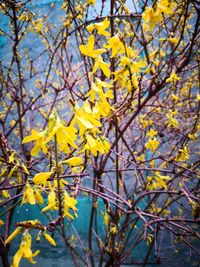 Close-up of yellow flowering plant