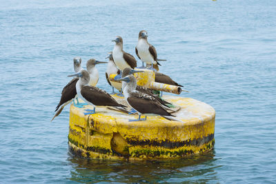 Birds perching on a sea