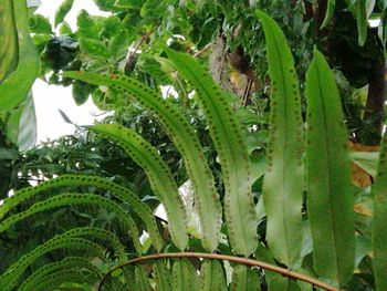 Close-up of insect on plant