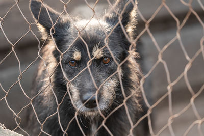 Close-up portrait of a fence