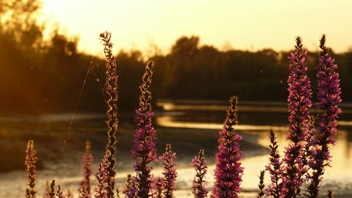 Close-up of purple flowering plants on land against sky