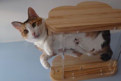 Portrait of a cat