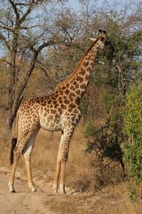 Side view of giraffe standing against plants