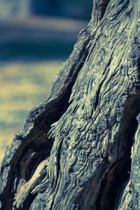 Close-up of driftwood on tree trunk