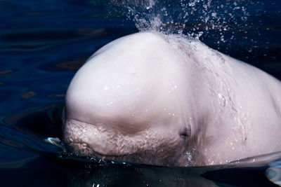 Close-up of wet swimming in sea