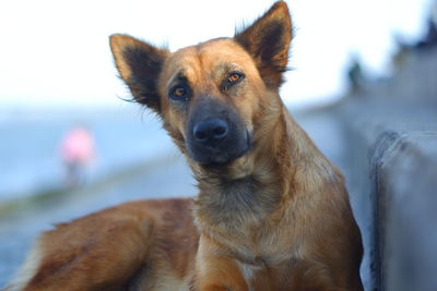 Close-up portrait of dog