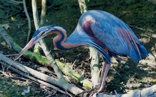 Side view of a bird on field