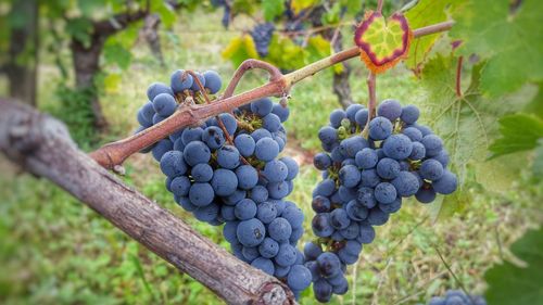 Close-up of grapes in vineyard