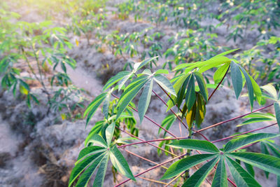 High angle view of a plant