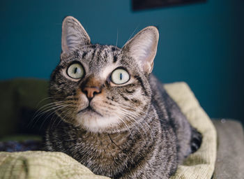 Close-up portrait of tabby cat