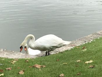View of swan on lakeshore