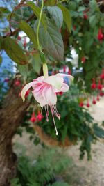 Close-up of pink flowers