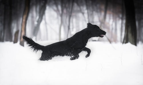 Black dog on snow covered field