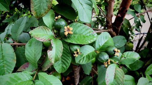High angle view of fruits growing on tree