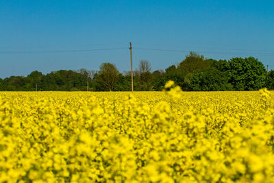 rapeseed