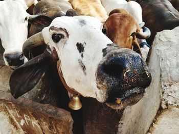 Close-up of cow