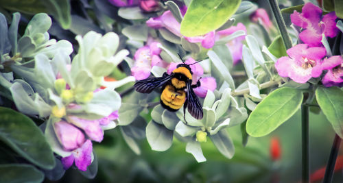 Close-up of bee pollinating on flower