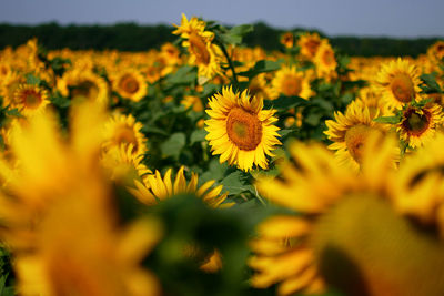 Close-up of yellow flowering plant on field