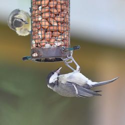 Close-up of bird perching on feeder