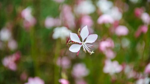 Close-up of flowers blooming outdoors