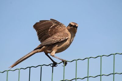 Low angle view of bird perching on metal against sky