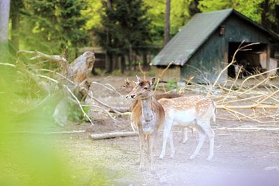 Deer in a field