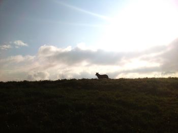 Silhouette of horse on field against sky