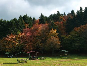 Trees and plants in park during autumn