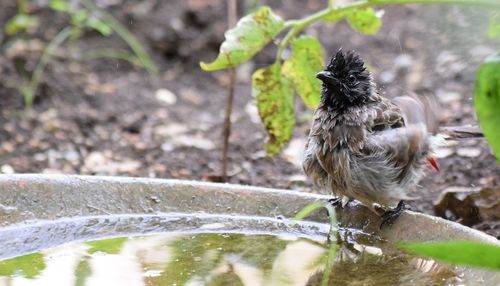 Wet bird perching on birdbath