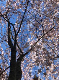 Low angle view of cherry blossoms against sky