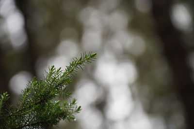 Close-up of pine tree