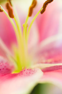 Close-up of fresh pink flower