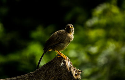 Close-up of bird perching on branch