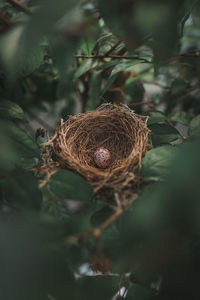 Small bird eggs in the green tree