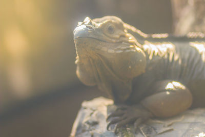 Close-up of a lizard