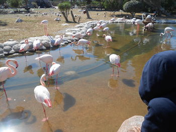 High angle view of birds in lake