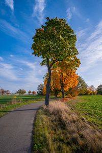 Trees growing on field by road against sky, autumn collors