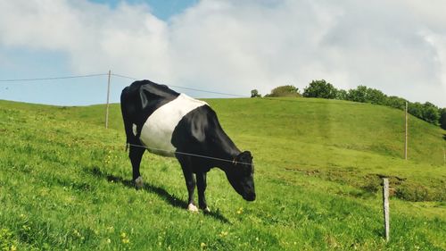 Horse standing on field against sky