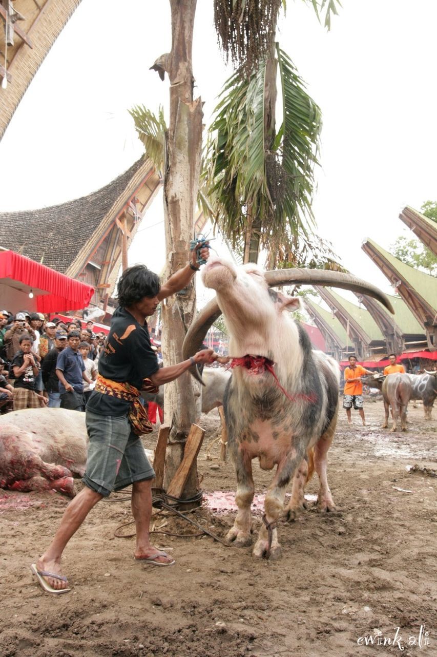 animal themes, domestic animals, tree, mammal, livestock, lifestyles, men, leisure activity, large group of people, built structure, person, architecture, full length, clear sky, walking, horse, day, togetherness, two animals