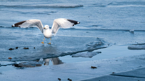 Seagull flying over lake during winter
