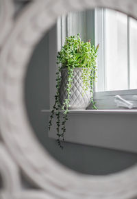 Close-up of potted plant on table