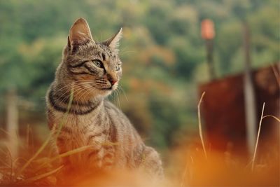 Close-up of a cat looking away