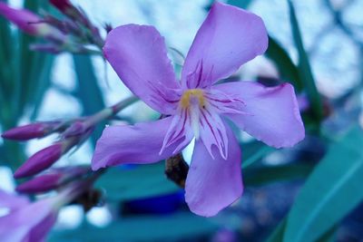 Close-up of pink flower