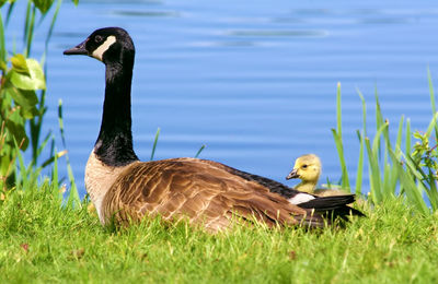 View of canada goose and gosling on grass by the lake