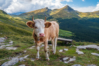 Cow standing on field