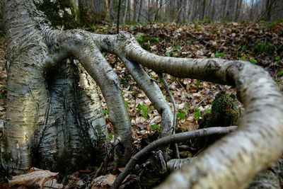 Trees in forest